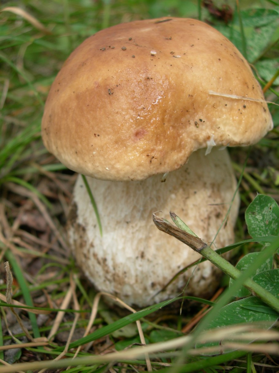 Болетус гриб