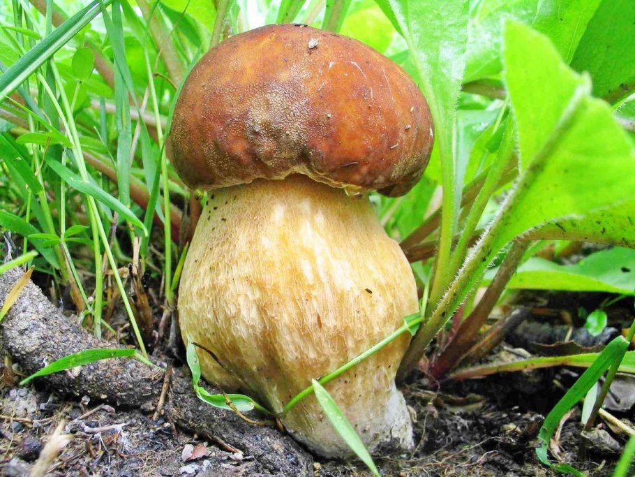 Белый гриб сетчатый Boletus reticulatus