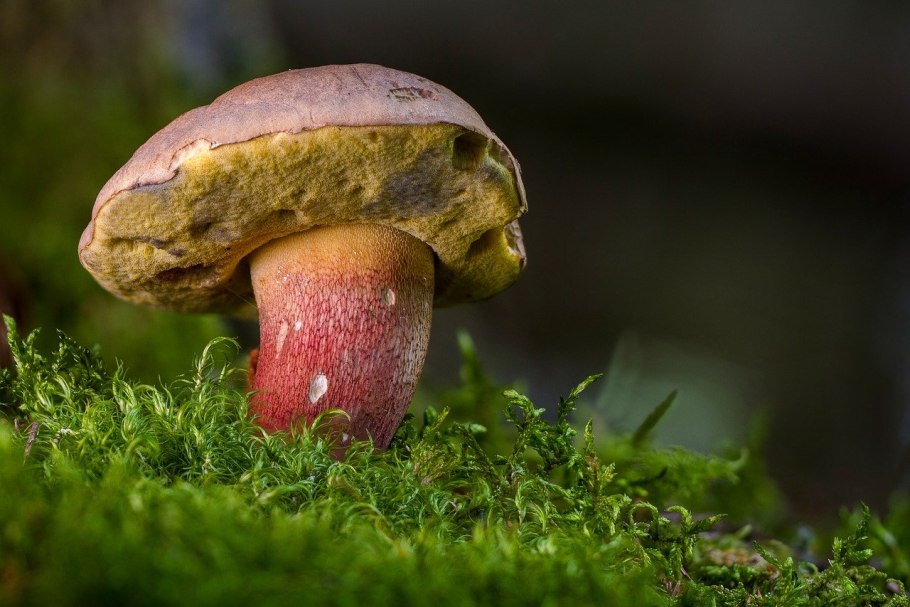 Boletus pulcherrimus