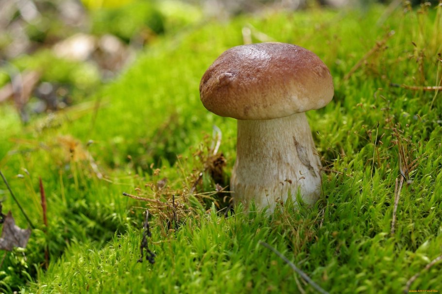 Белый гриб Боровик фото