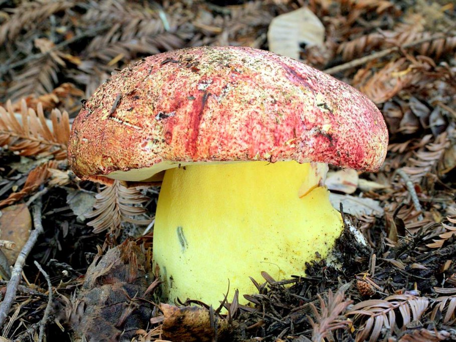 Боровик Королевский съедобный гриб