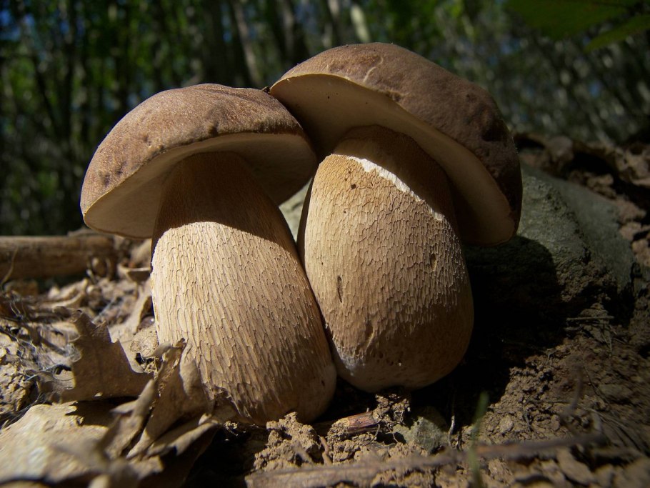 2 Гриба Боровика