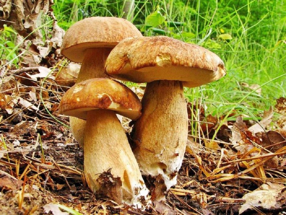 Белый гриб дубовый Боровик сетчатый