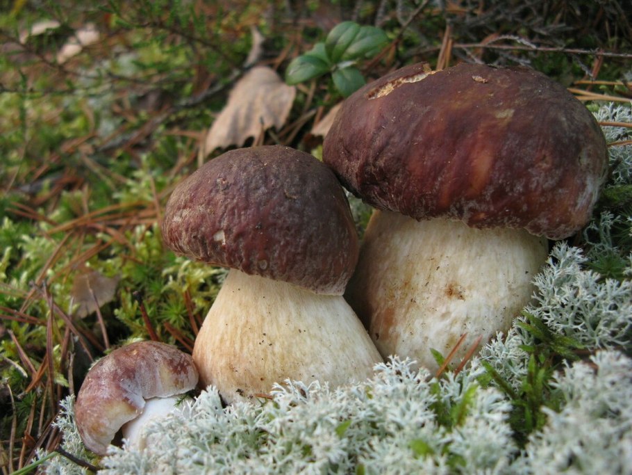 Грибы Boletus edulis