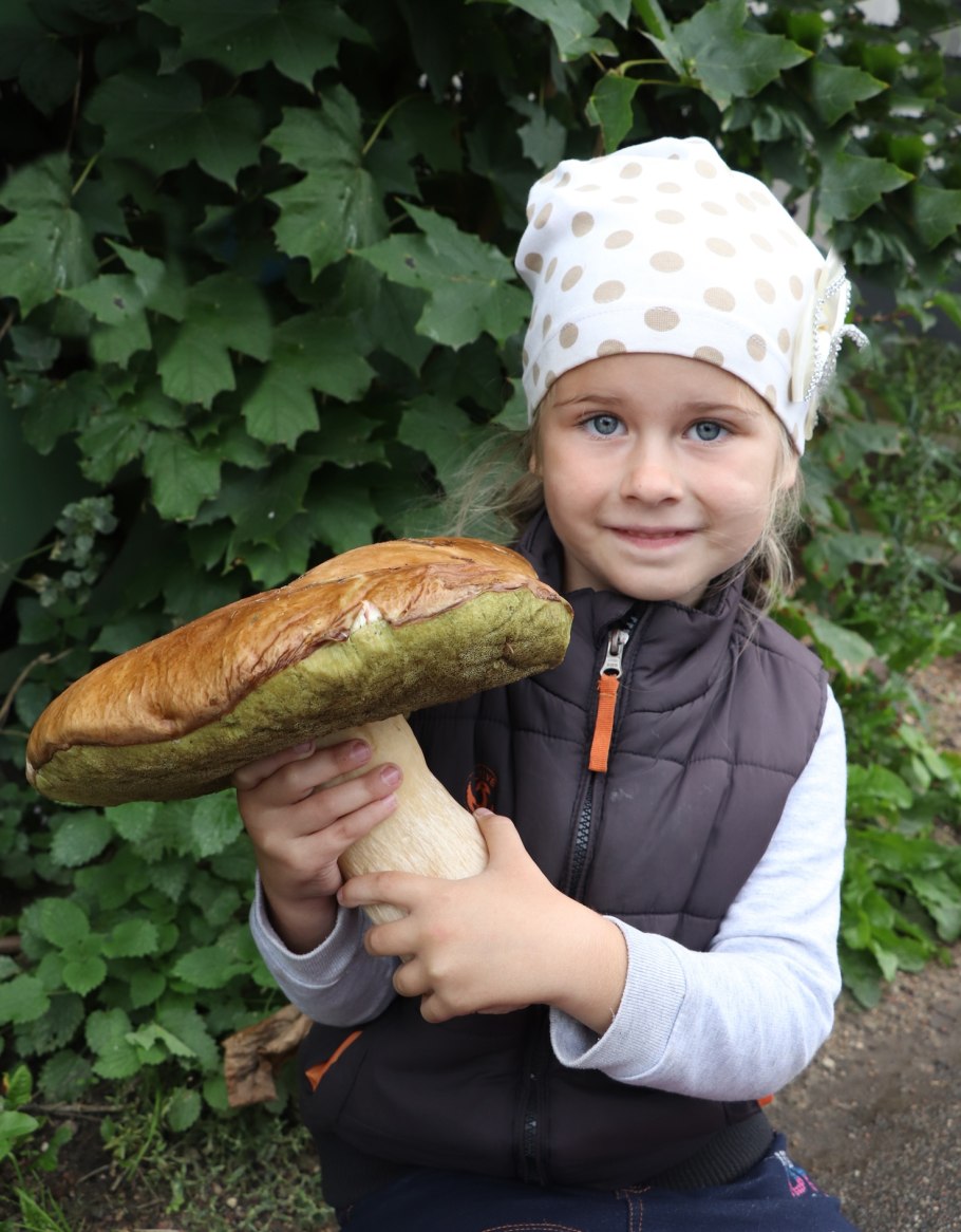 Гриб чемпион