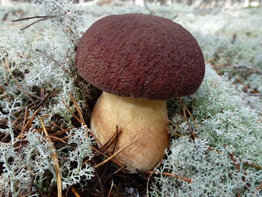 Boletus edulis – белый гриб
