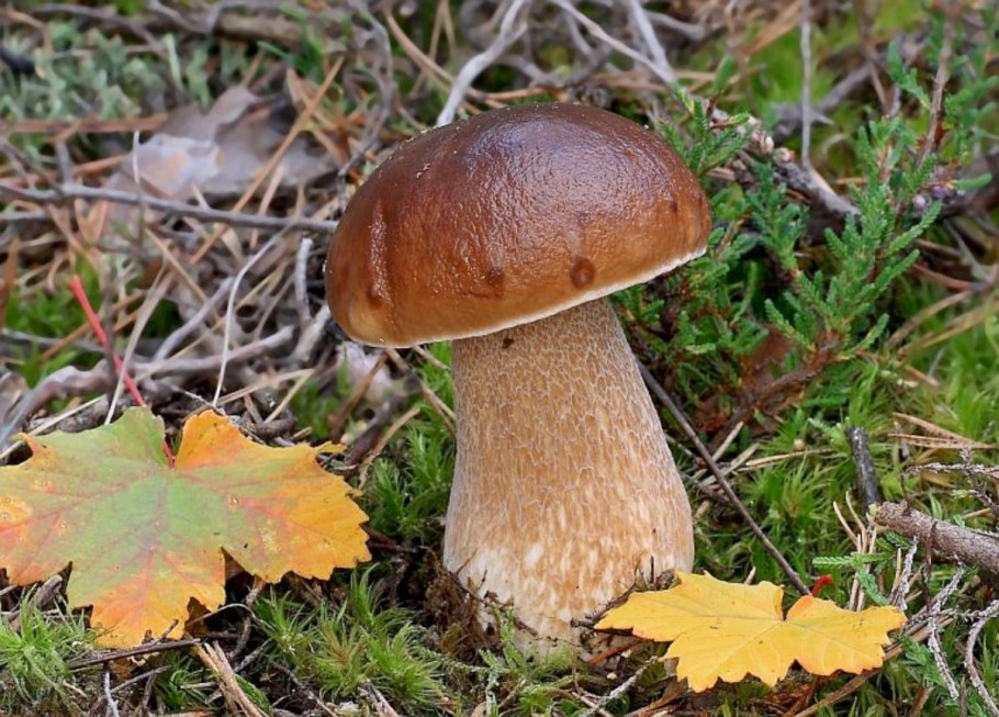 Белый гриб Боровик