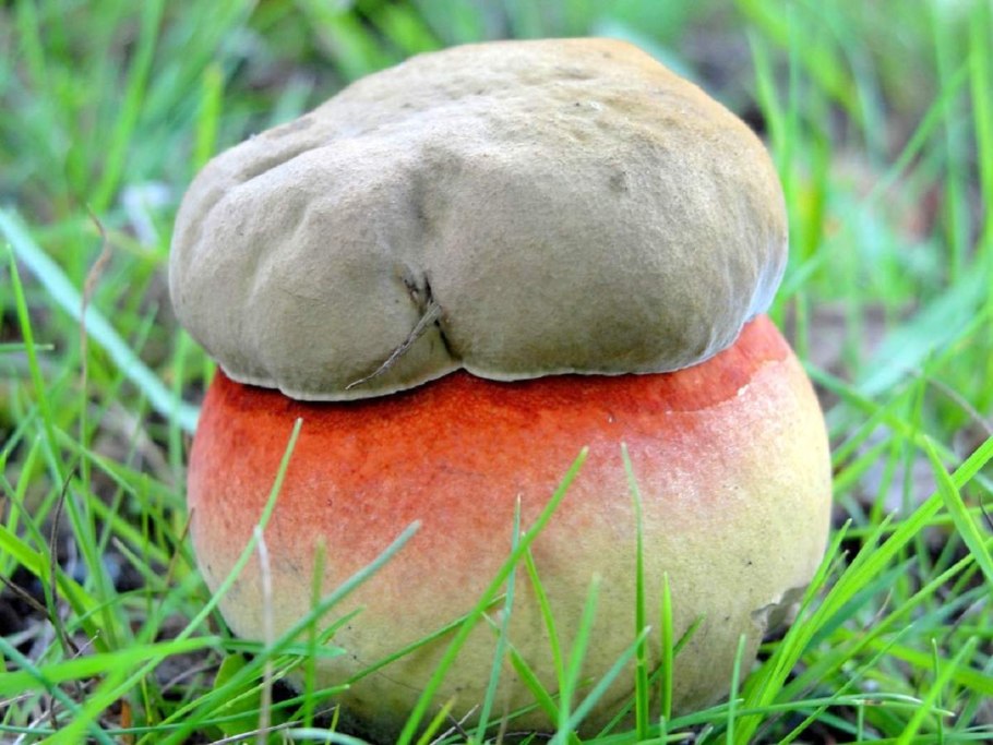 Сатанинский гриб