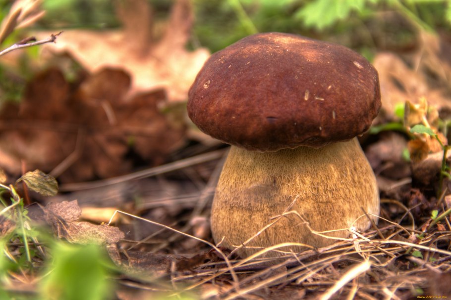 Гриб Boletus