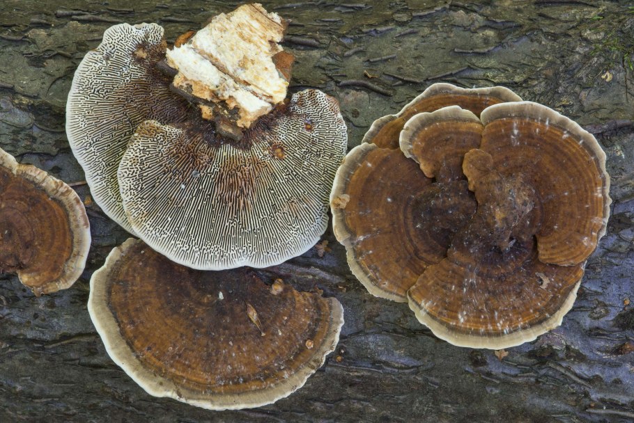 Трутовик Лучистый