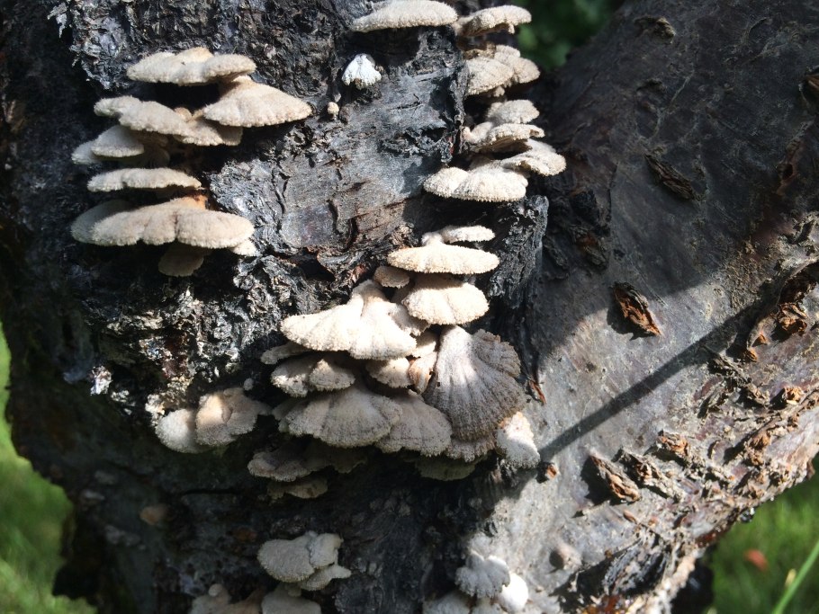 Опята гименофор