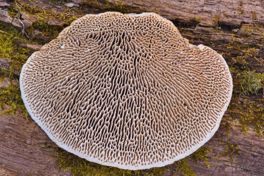 Дубовая губка Daedalea quercina