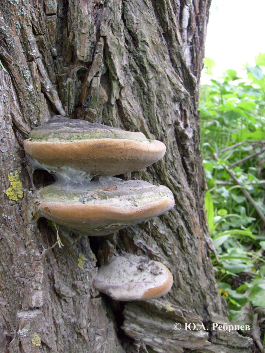 Pseudomerulius montanus