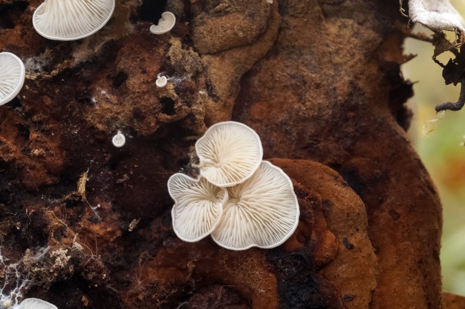 Трутовик чешуйчатый гименофор