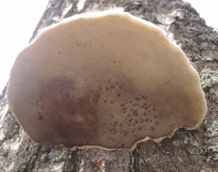Трутовик чешуйчатый Polyporus squamosus съедобный