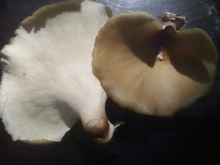 Гриб климакодон Северный