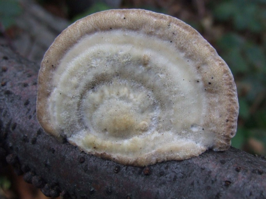 Трутовик жестковолосистый