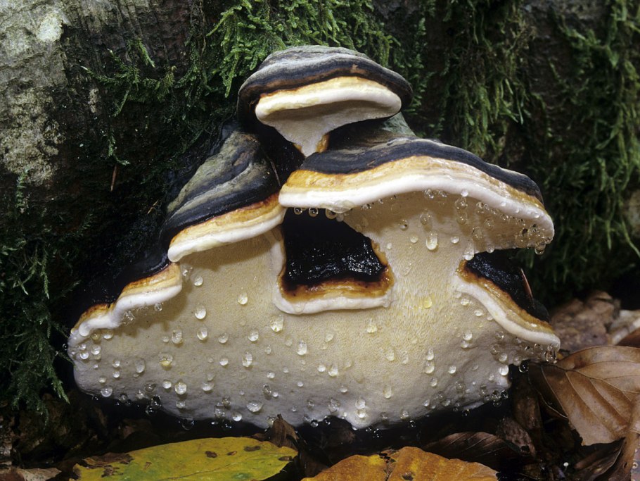 Мицена Хвойная