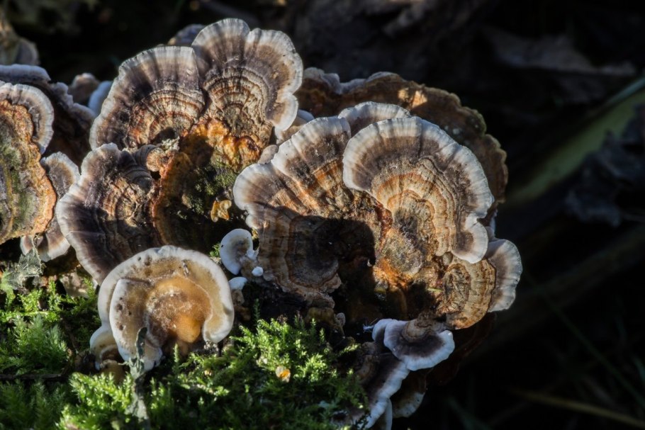 Трутовик щетинистоволосый