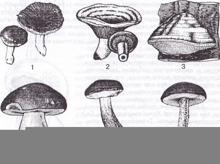 Трутовики симбиоз