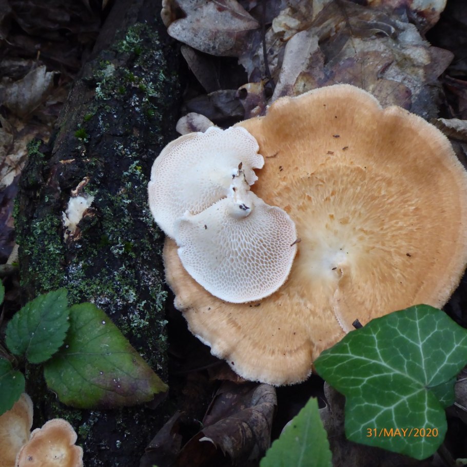 Трутовик на персике