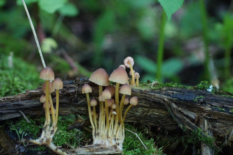 Гименофор белого гриба