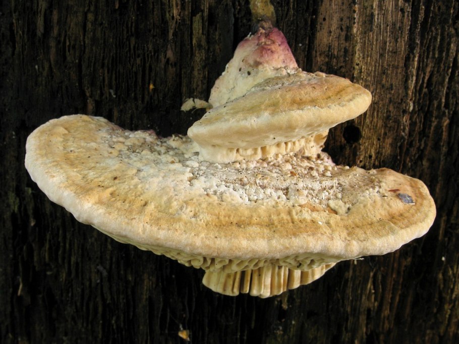 Трубчатый гименофор трутовика