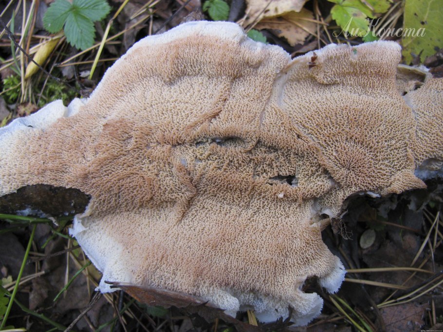 Гриб гименофор шиповатый