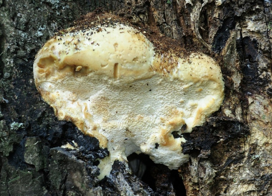 Гриб трутовик Траметес