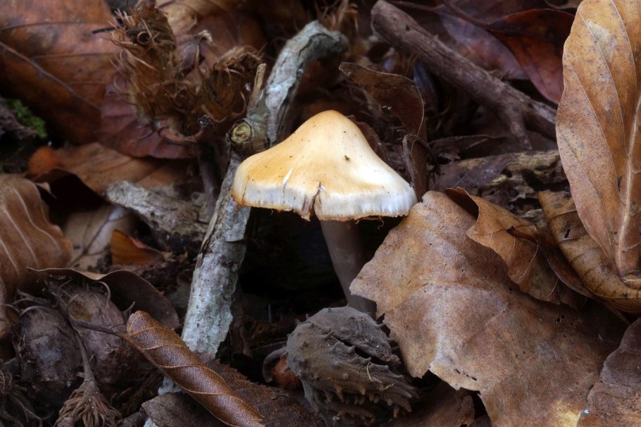 Бугристый трутовик Дедалеопсис