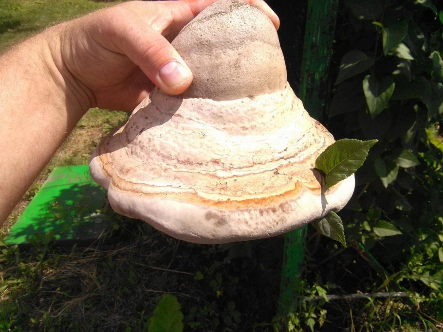 Трутовик белый мягкий мохнатый