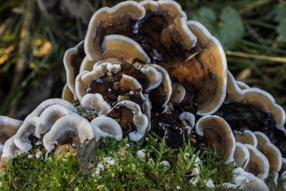 Трутовик траметес