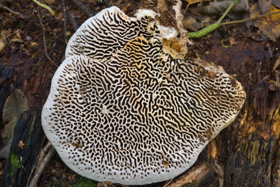 Трубчатый гименофор трутовика