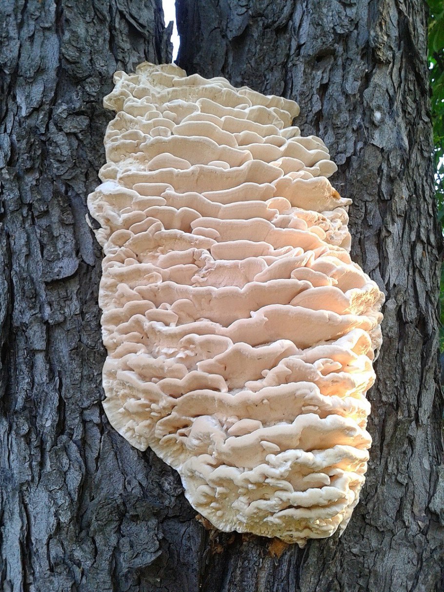 Трутовик чешуйчатый Polyporus squamosus