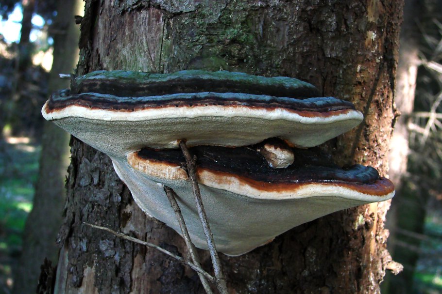 Polyporus versicolor