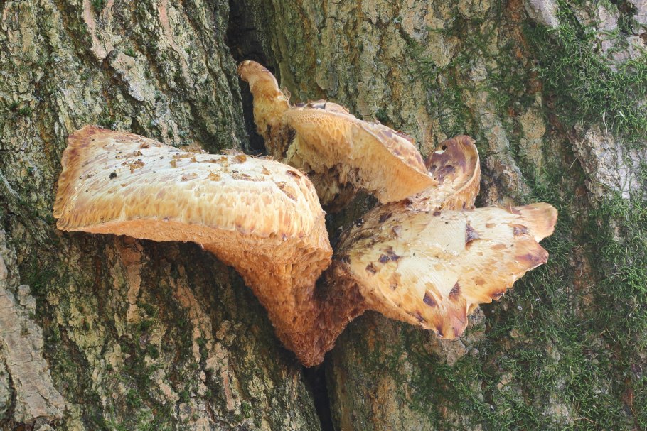 Трубчатый гименофор трутовика