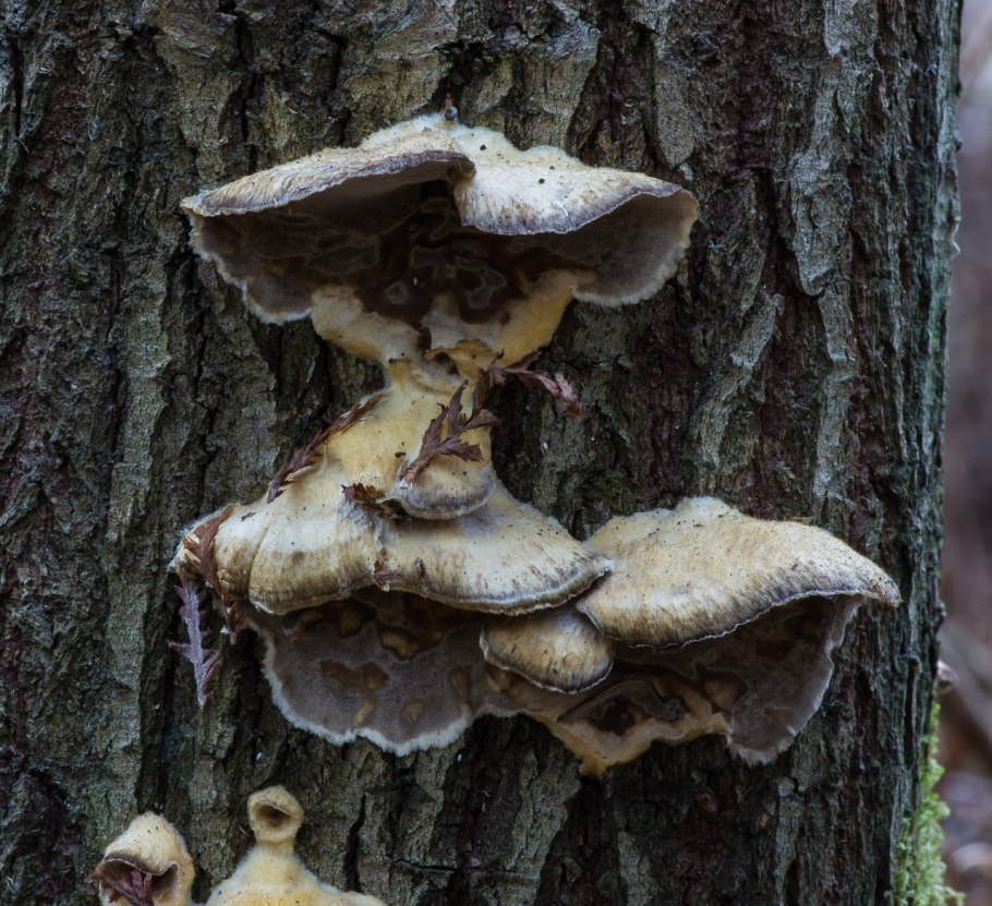 Дубовая губка гриб