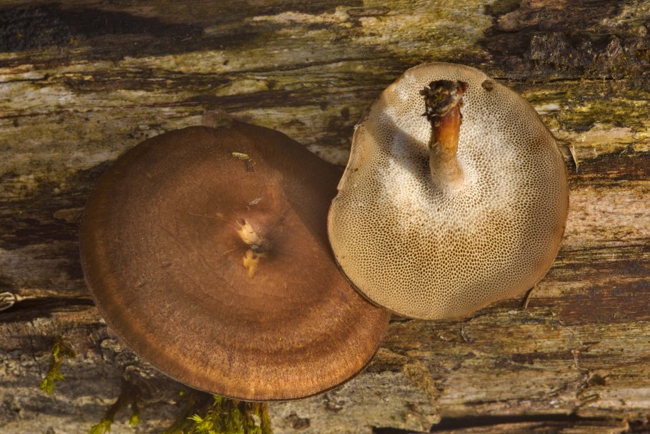 Фомитопсис Пиникола