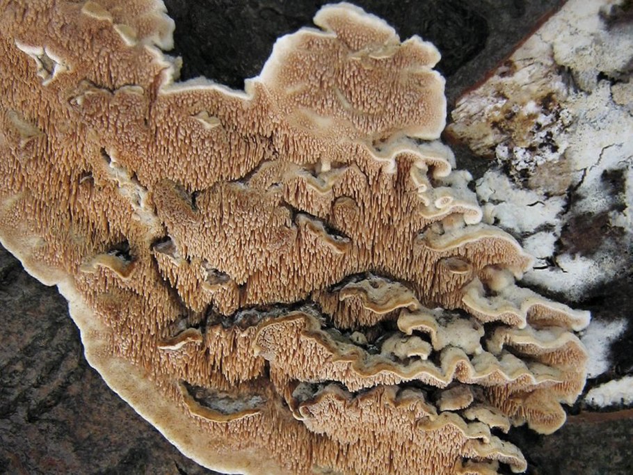 Трутовик берёзовый (Fomitopsis betulina)