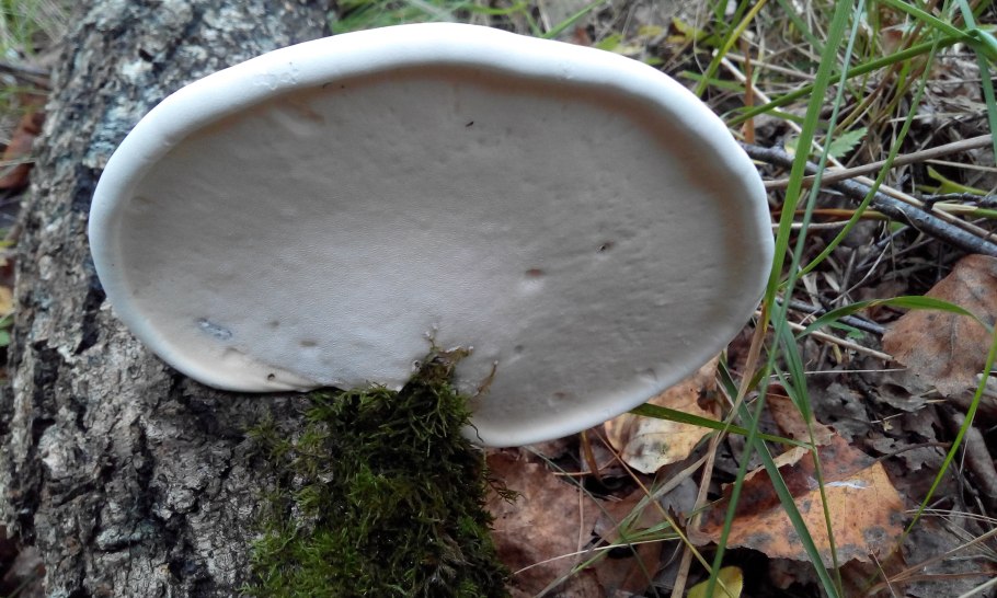 Трутовик березовый гименофор