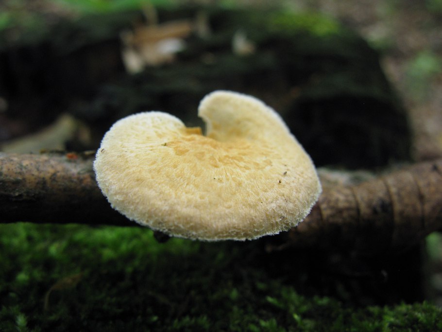 Трутовик настоящий гименофор