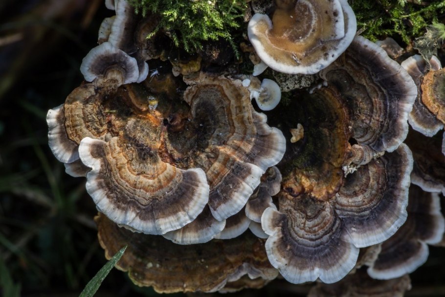 Ложный трутовик Phellinus igniarius