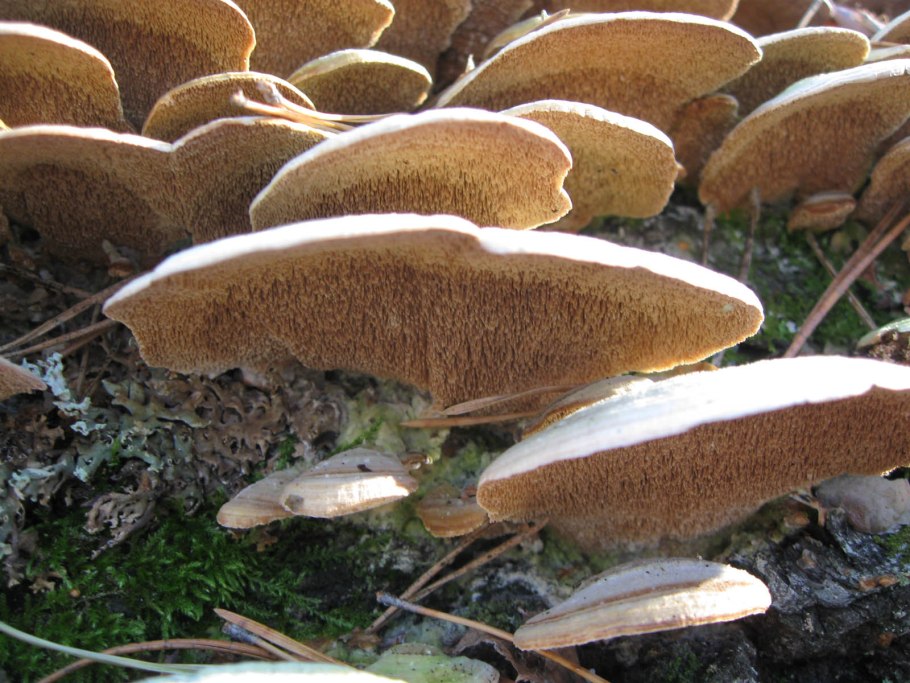 Гриб трутовик в разрезе