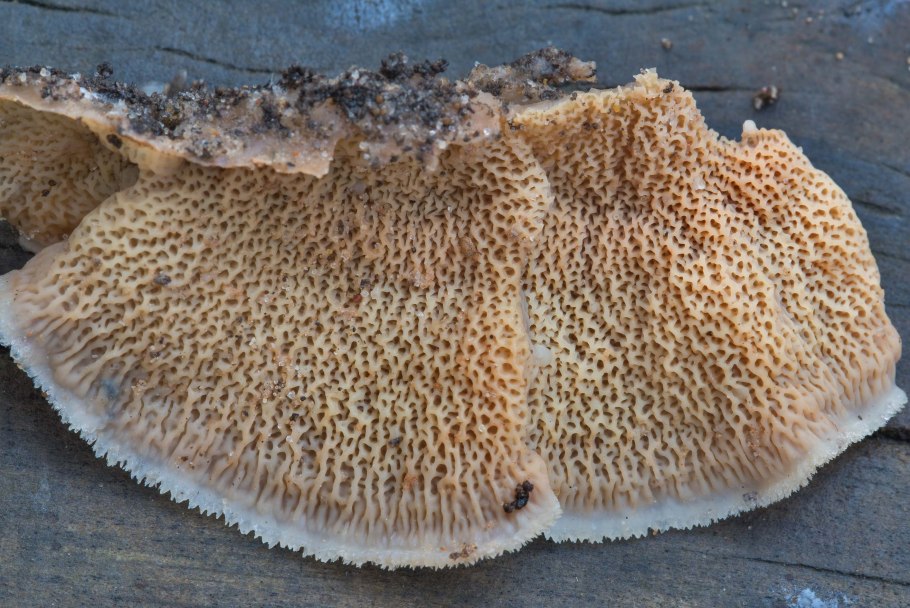 Трутовик горбатый