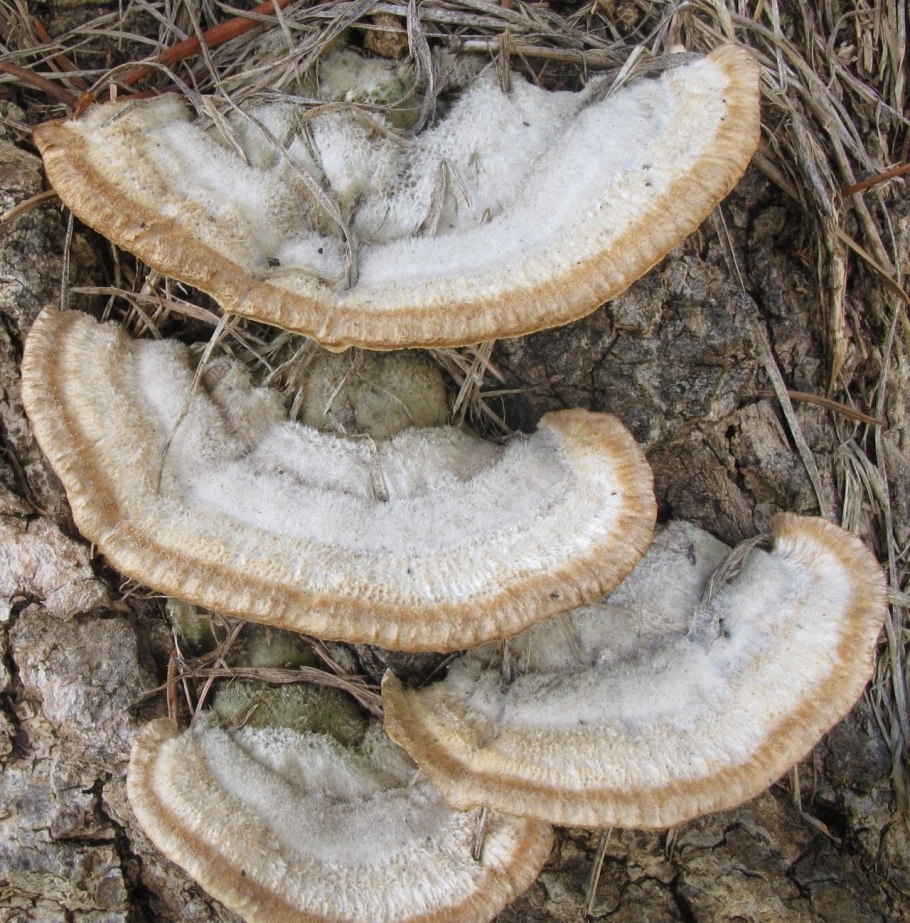 Trametes гименофор
