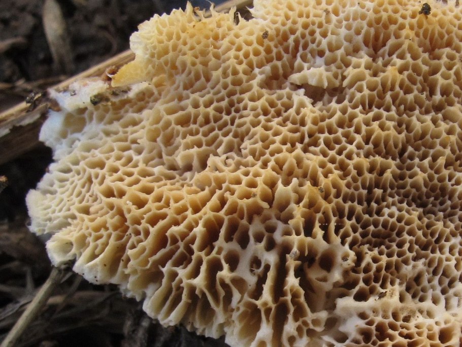 Трутовик окаймлённый