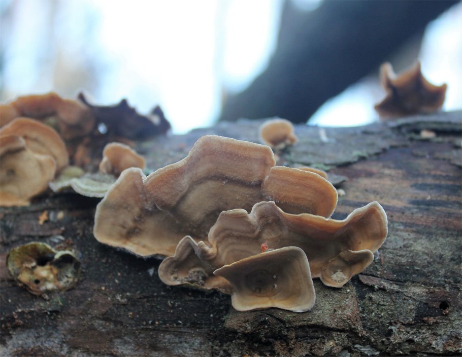 Гриб Траметес разноцветный