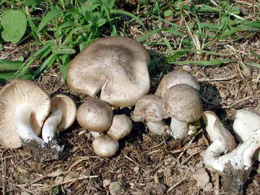 Рядовка мыльная Tricholoma saponaceum