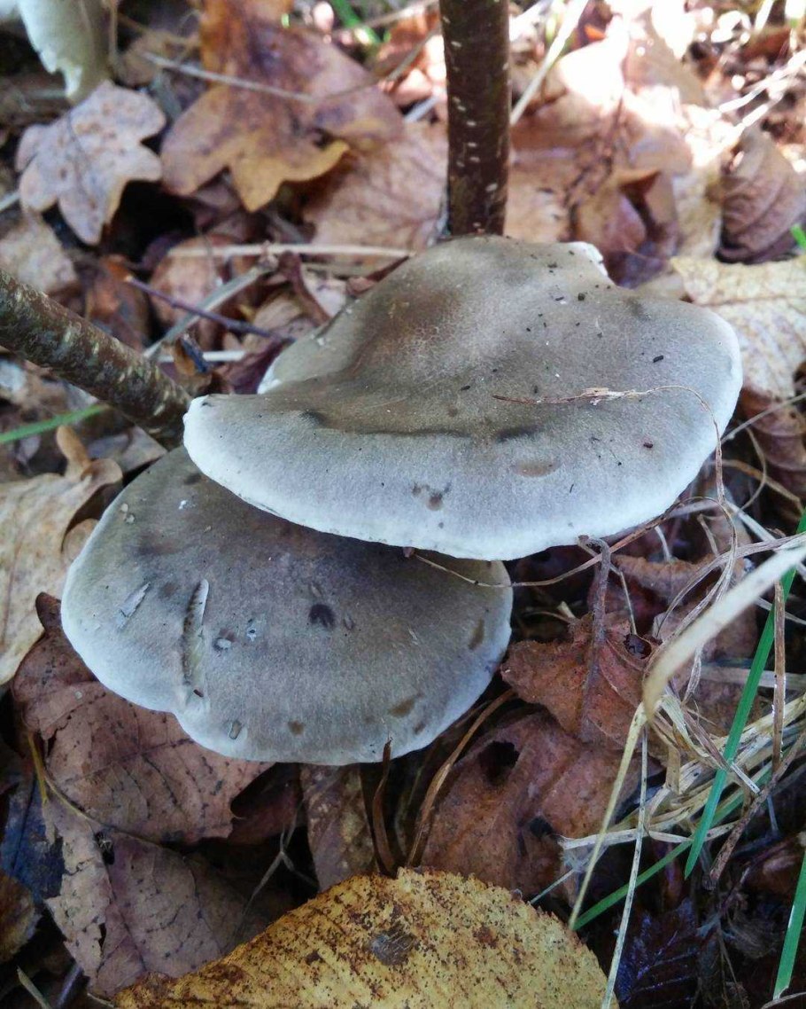 Рядовка скученная Lyophyllum decastes