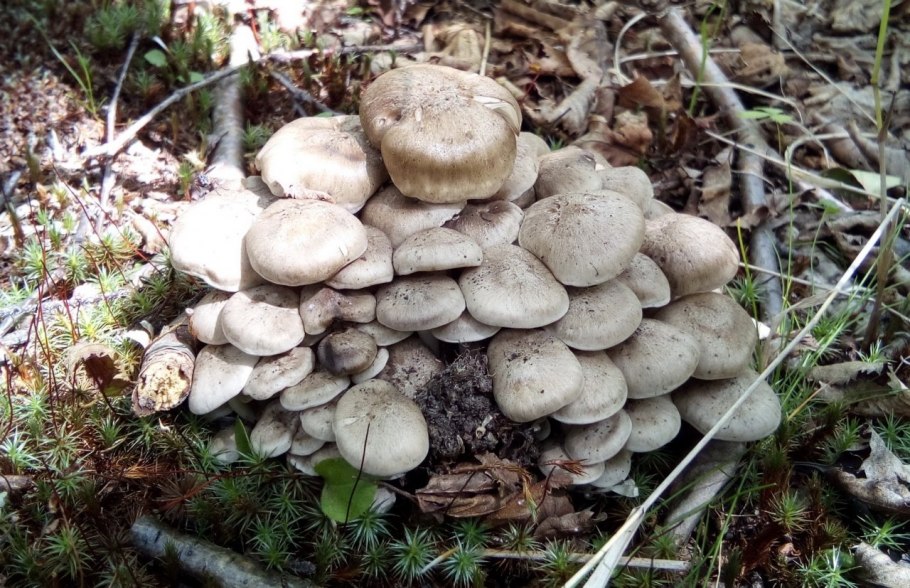 Рядовка скученная Lyophyllum decastes